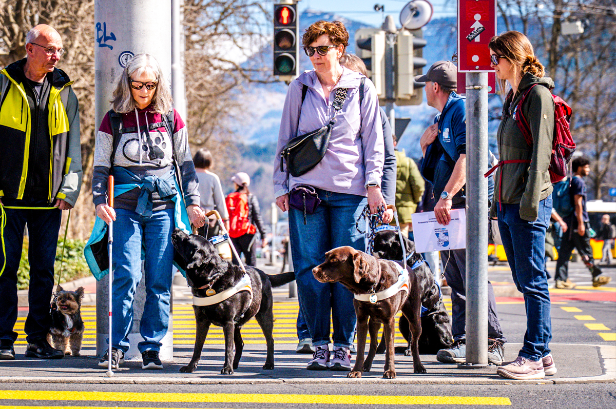 •	Équipes de chiens guides d