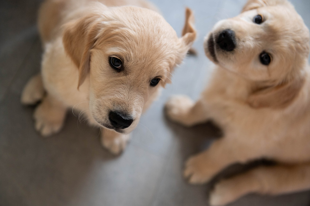 2 Labrador Welpen