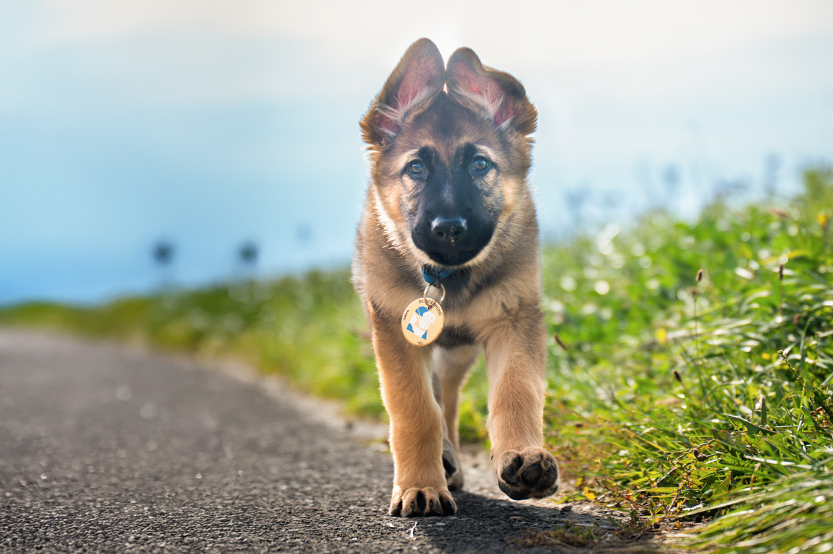 Le jeune chien Nuii en promenade