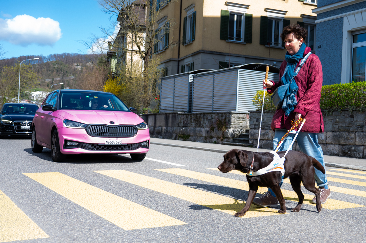 Blindenhundgespann überquert Strasse.
